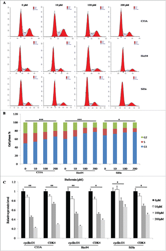 Figure 2. Buformin arrests cell cycle progression in cervical cancer cells. (A and B) According to the results from flow cytometry, significant (in C33A and Hcc94 cells) and moderate (in SiHa cells) G1-phase arrest were detected in the 100-μM and 200-μM groups (P < 0.001, <0.001, = 0.017, respectively); (C) Western blots showed that cyclin D1 and CDK4 protein expression was markedly downregulated by the treatment with buformin in a dose-dependent manner in all 3 cervical cancer cell lines. *: p < 0.05; **: p < 0.01; ***: p < 0.001.