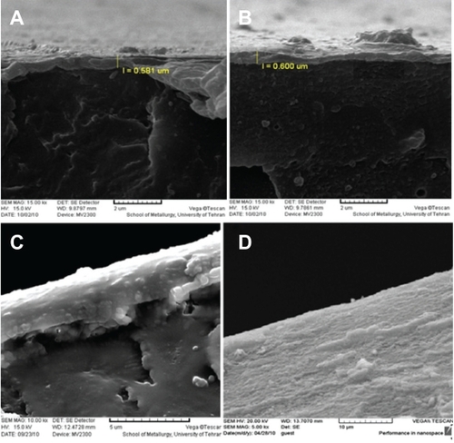 Figure 5 Scanning electron microscopy of grafted polystyrene under ultraviolet radiation. A) Grafted sample in water (cross section), B) Grafted sample in the solvent of 9:1 (v/v) water/methanol (cross section), C) Grafted sample in the solvent of 9:1 (v/v) water/methanol with 40% n-isopropylacrylamide (cross section), and D) Surface morphology of grafted sample.