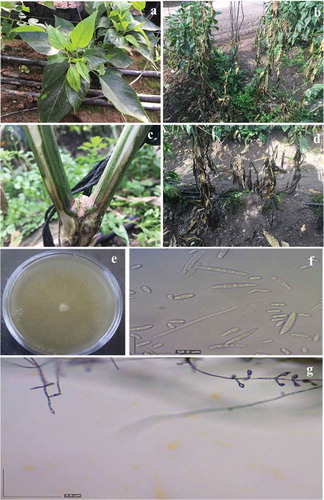 Fig. 1 (Colour online) Symptoms on diseased pepper plants. (a) Chlorotic leaves. (b) Wilted plants. (c) Dark-brown discolouration of xylem vessels 30 cm above the base of the plants. (d) Dead plants. (e-g) Fungal isolates from diseased pepper plants. (e) Top view of a typical colony growing on potato dextrose agar. (f) Microconidia and macroconidia, scale bar = 50 µm, (g) Phialides = 5 µm.