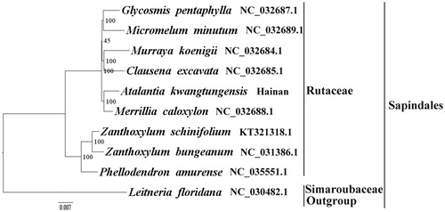 Figure 1.   The best ML phylogeny recovered from 10 complete plastome sequences by RAxML. Accession numbers: Atalantia kwangtungensis (this study, GenBank accession number: MH329190), Merrillia caloxylon NC_032688.1, Murraya koenigii NC_032684.1, Clausena excavata NC_032685.1, Micromelum minutum NC_032689.1, Glycosmis pentaphylla NC_032687.1, Zanthoxylum bungeanum NC_031386.1, Zanthoxylum schinifolium KT321318.1, Phellodendron amurense NC_035551.1, Leitneria floridana NC_030482.1.