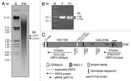 Figure 1. P1-LINE DNA from the rat genome. (A) Rat brain genomic DNA was completely digested with PstI (P) and resolved in 1% agarose-TAE gel. The 2.8 kb DNA band was gel-purified and cloned into PstI site of pBlueScript II SK (+) vector. (B) The clone was digested by PstI to verify the insert. V, vector [pBS-SK(+)II]; P1, insert (P1-LINE). (C) Schematic diagram of cloned P1-LINE showing LINE1, LTR/MaLR, simple repeat sequences and putative open reading frames (ORFs) of 309 aa and 212 aa, homologous to the ORF2 of RnL1. The three CCGG sites are mentioned. The five rat-specific piRNAs are piR1 (1706–1734 nt), piR2 (2364–2338 nt), piR3 (2442–2471 nt), piR4 (2451–2479 nt) and piR5 (2513–2483 nt). The 310 (2421–2730) bp probe was used for the alkaline-agarose Southern blot (Fig. 6) and denaturing northern blot for small RNA (Fig. 7). MaLR = mammalian apparent LTR (long-terminal repeat)-retrotransposon.