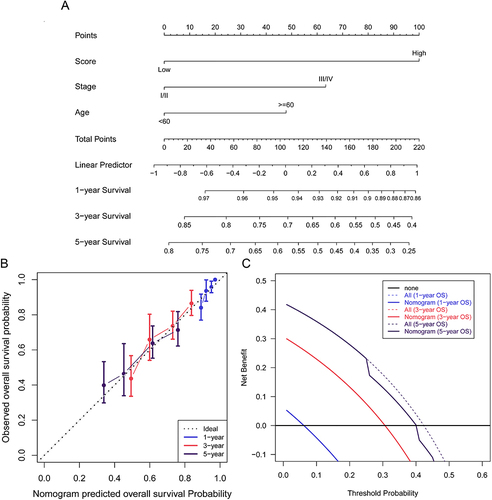 Figure 5 The construction and verification of the nomogram in the TCGA cohort. (A) A nomogram based on the NLRs prognostic signature risk score, tumor stage, and age for 1-, 3- and 5-year OS prediction. (B) The calibration plot showed the agreement between 1-, 3- and 5-year OS prediction and actual observation. (C) Results of the decision curve analysis (DCA).