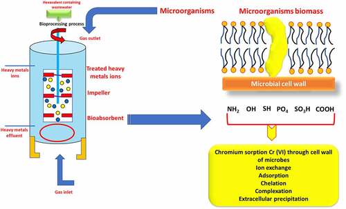 Figure 4. Hexavalent chromium (Cr (VI)) biosorption process by microorganisms.