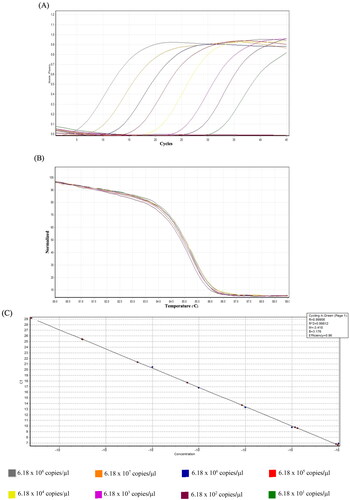 Figure 4. Analytical sensitivity of the high-resolution melting (HRM) assay. (A) The quantitative assessment in a tenfold dilution of feline calicivirus (FCV)-synthesis string DNA (6.18 × 101 and 6.18 × 108 copies/µl) was evaluated using qPCR and analyzed by HRM software. (B) The normalized graph of HRM analysis revealed a normalization region between 80 and 89 °C with a confidence threshold of 95%. The cutoff Ct value of the positive sample was set at Ct < 35. (C) The standard curve for indicating the efficiency of the qPCR detection assay by the x-axis refers to the tenfold dilution of FCV-synthesis string DNA (ng/µl). In contrast, the y-axis refers to the corresponding Ct values. The assay is linear in the range of 6.18 × 101 to 6.18 × 108 template copies/µl, with a determination coefficient (R2) of 0.998 and reaction efficiency of 96.13%.