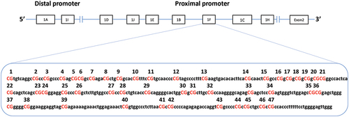 Figure 2. CpG sites at the 1 F exon of the NR3C1 gene.