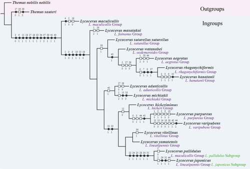 Figure 9. The majority consensus tree of 3 most parsimonious trees of diverse Lycocerus Gorham obtained by implicit enumeration search under equal weighting (L = 97; CI = 55; RI = 70). Black circles indicate synapomorphies; white rectangles indicate parallelisms or reversals; character numbers are given above circles, and character states are labelled below circles.