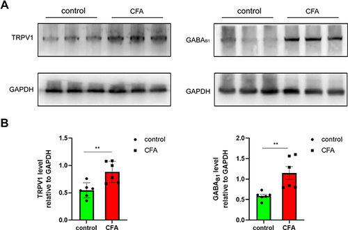 Figure 4 Plantar injection of CFA significantly increased the expression of TRPV1 and GABAB1 proteins in the CSF-contacting neurons compared with normal saline (NS) injection. (A) Representative Western blots of TRPV1 and GABAB1 proteins in total tissue lysate were obtained from the CSF-contacting neurons of the control group (NS) and CFA group. GAPDH was used as a loading control. (B) Quantitative analysis of the Western blot of TRPV1 and GABAB1. Data are presented as mean ± SEM, n = 6; **P<0.01 vs NS group, Student’s t-test.