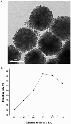 Figure 3. Characterization of the developed goldmag conjugation (A: TEM, B: coupling rate).