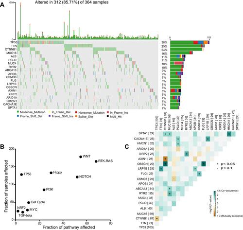 Figure 1 The landscape of genomic alterations of HCC. (A) Somatic mutation landscape of the HCC cohort. Genes are arranged according to the frequency of mutations. (B) Dot plot of the HCC mutated genes enrichment analysis in the 10 oncogenic signaling pathways and the mutated fraction samples. (C) Mutual exclusive and co-occurring events among the top 20 high mutation frequency genes in HCC cohort, the blue indicates co−occurrence and the brown indicates mutually exclusive events. *p<0.05 is regarded significant.