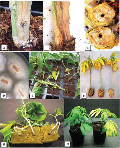 Fig. 1 (Colour online) Symptoms of disease from natural and artificial infection by Fusarium solani on cannabis plants. a, Basal crown infection on stock (mother) plant. b, Underlying discoloration of crown tissues. c, Symptoms of internal wet rot on stems of stock plants due to F. solani. The central hollow pith can be seen. d, Colonies of F. solani recovered from pieces of stem tissues growing on PDA. e, Damping-off symptoms on cuttings in a propagation tray. f, Yellowing of vegetative plants resulting from root and crown infection by F. solani. g, Damping-off symptoms following artificial inoculation with F. solani. h, Symptoms of yellowing resulting from root inoculation by F. solani (right) compared to a non-inoculated plant (left)