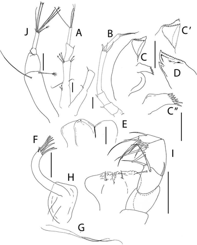 Figure 26. Pseudotanais biopearli sp. nov., (a), antennule of female; (b), antenna; (c), left mandible, with (c’), distal detail and (c”), molar; (d), right mandible; (e), labium; (f), maxillule; (g), maxillule endite; (h), maxilla; (i), maxilliped; (j), antennule of juvenile male. Scale lines = 0.1 mm