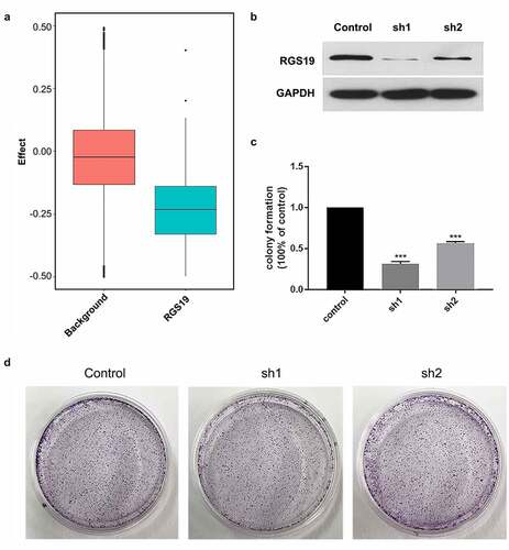 Figure 3. Colony formation experiments with shRGS19. (a) Compared to the background group, the knockout effect of RGS19 in 1,000 cell lines was significantly stronger. (b) The Western blot results of two constructed shRNA plasmids. shRGS19-1 showed a more significant effect on RGS19 silencing. (c and d). After the knockdown, the number of colonies was decreased significantly. The effect of shRGS19-1 was more potent