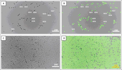 Figure 1. Actively dividing (AD) and non-dividing (ND) MG-63 cells. A, C – the regular view, and B, D – the tracking view mode. A, B – the image taken at 2 min (the starting culture), C, D – the image taken at 124 hours and 52 min (full confluence). Scale bars – 200 µm. See also Supplementary Data.