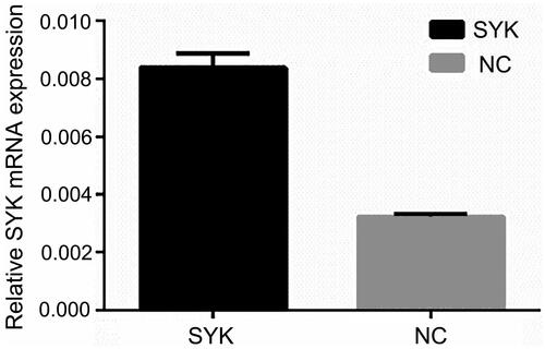 Figure 6. The mRNA expression of SYK mRNA in the two groups of cells. RT-qPCR was performed to measure the mRNA level of SYK.