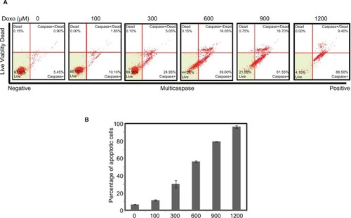 Figure 1 Doxorubicin affects Hela S3 cell apoptosis.Notes: The HeLa S3 cells were treated with Doxorubicin (0, 100, 300, 600, 900 and 1200 μM) for 24 hours. (A) The percentage of apoptosis cells is shown. (B) Bars represent mean of three independent experiments performed in triplicate.