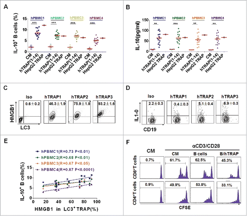 Figure 6. TRAPs from cancer patients induce human regulatory IL-10-producing B cells. (A and B) PBMC from four healthy donors was stimulated with TRAPs (1 μg/mL) from malignant effusions of 14 cancer patients or HepG2 cells for 72 h. The frequency of IL-10+ B cells was assessed by flow cytometry (A). ELISA determinations of IL-10 secretion in culture supernatants were also shown (B). (C) The expression of HMGB1 on human TRAPs was analyzed by flow cytometry, hTRAP1-3 were representative samples out of 14 cancer patients' TRAPs. hTRAP1-3 derived from patient 6, 7, and 2. (D) The frequencies of IL-10+ B cells induced by hTRAP1-3 were shown. (E) The graphs showed the correlation between intensities of HMGB1 expression in 14 cancer patients' TRAP and frequency of induced IL-10+ B cells. (F) TRAP-induced human B cells inhibit proliferation of T cells stimulated with anti-CD3/CD28 mAbs. Data (mean ± s.e.m) represent a typical result from three independent experiments. *p < 0.05, **p < 0.01, ***p < 0.001 by unpaired t-test (A and B) and Spearman's rank correlation (E).