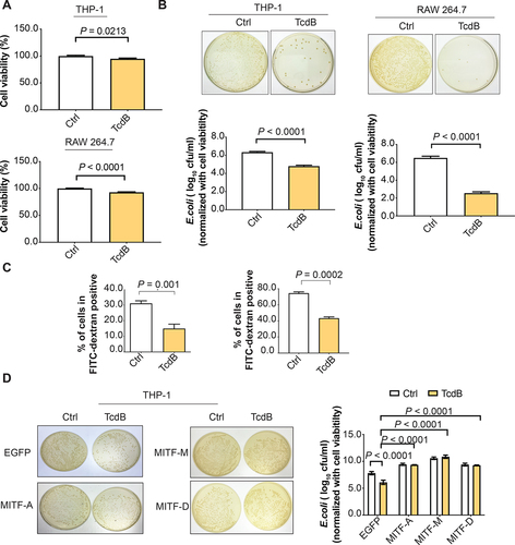 Figure 5. Enforced expression of MITF abolished TcdB-impaired phagocytosis. TcdB (10 ng/ml; 6 h) attenuated the (A) cell viability and (B-C) phagocytic activity of THP-1 (PMA-differentiated) and RAW 264.7 macrophages as evidenced by (B) E. coli internalization assay and (C) FITC-dextran uptake assay. For the E. coli internalization assay, THP-1 and RAW 264.7 were pre-treated with TcdB and then incubated with E. coli at 100 MOI for 4 h. Adhered extracellular bacteria were subsequently killed by gentamicin (100 μg/ml). The internalized bacteria were examined by LB agar plating after 24 h. The results of E. coli internalization assay were normalized with cell viability. For the FITC-dextran uptake assay, THP-1 and RAW 264.7 macrophages were incubated for 6 h with TcdB and exposed for 1 h to FITC-dextran (250 μg/ml). The fluorescence signals were then analyzed by flow cytometry. (D) THP-1 cells transfected with different isoforms of MITF abolished TcdB-mediated inhibition of phagocytosis of E. coli. Results are expressed as mean ± S.E.M. from three independent experiments.