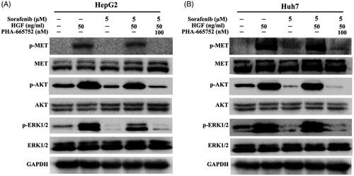 Figure 4 HGF rescue HCC cells through MET-dependent activation of AKT and ERK1/2 pathways. HepG2 and Huh7 cells were starved in serum-reduced (1% FBS) media for 12 h before adding either sorafenib (5 μM) or PHA-665752 (100 nM). After incubation for 6 h and stimulation with 50 ng/mL HGF for 10 min, cells were lysed for Western blot analysis. Independent experiments were performed at least three times, and the results from a representative experiment are shown.