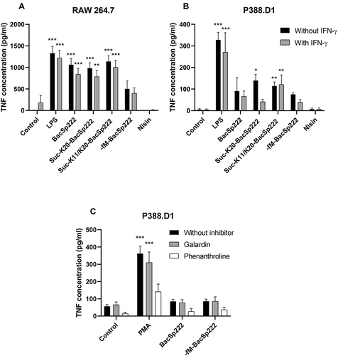 Figure 4 Analysis of TNFα secretion by murine monocyte-macrophage cells exposed to various forms of bacteriocin BacSp222. The P388.D1 (A) and RAW 264.7 (B) cells were incubated for 6 h in the control medium or in the medium with IFN-γ. Additionally, the media were supplemented with LPS, BacSp222, -fM-BacSp222, or nisin. The concentration of TNFα released by the cells to the culture media was determined using ELISA. (C) The P388.D1 cells were treated for 6 h with LPS to stimulate TNFα expression, and then the media were changed to remove proteins produced by the cells during the incubation. Next, the concentration of TNFα released from the cell membranes was analyzed in media collected from cells pretreated with metalloproteinase inhibitors (galardin, phenanthroline, 30 minutes) and then stimulated with PMA or BacSp222 and -fM-BacSp222 (45 minutes). The bars represent the mean ± SEM (n=3). ***p<0.001 vs control, **p<0.01 vs control, *p<0.05 vs control.