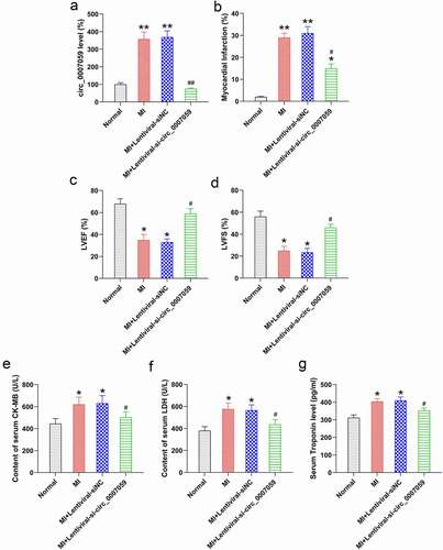 Figure 2. Circ_0007059 knockdown suppresses MI injury in vivo. MI mice were injected with lentiviral vectors bearing shRNA-circ_0007059 or siNC. (a) qPCR analysis of circ_0007059 expression in the heart tissues of MI mouse model. (b) The percentage of the myocardial infarct area for the normal control and MI mice. (c) LVEF in sham-operated and MI mice. (d) LVFS in sham-operated and MI mice. (e, f) Effect of circ_0007059 downregulation on serum CK-MB (CK) and LDH activity after establishing the MI model. (g) Effect of circ_0007059 downregulation on serum troponin content after establishing MI model. *P < 0.05 and **P < 0.01 versus the CG (sham); #P < 0.05 and ##P < 0.01 versus the MI group.