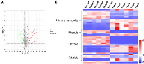 Figure 2 Screening of differential metabolites. (A) A total of 111 differentially expressed metabolites were screened by volcanic mapping (P<0.05, fold change>2). (B) A heatmap of the relative amounts of differentially accumulated metabolites, whose relative abundance was more than 100,000. Of the 40 metabolites, 14 were primary metabolites. Among the 26 secondary metabolites, there were 4 phenols, 12 flavonoids, and 4 alkaloid metabolites. The abundance of 20 metabolites was higher in the kernel and that of 20 metabolites was higher in the peel. The heatmap scale ranges from −1 to +4 after data homogenization (ratio of the measured value to the average value).