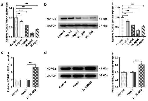 Figure 1. NDRG2 expression decreased in IL-1β-stimulated ATDC5. NDRG2 expression decreased in IL-1β-stimulated ATDC5 (a and b) NDRG2 expression in ATDC5 cells treated with different concentrations of IL-1β, detected by qPCR and WB. **P < 0.01, ***P < 0.001 (c and d) NDRG2 expression in control-treated, OV-NC- or Ov-NDRG2-transfected ATDC5, Ov-NC or Ov-NDRG2, detected by qPCR and WB. ***P < 0.001