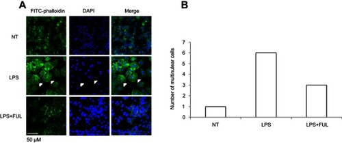 Figure 3 Fullerol suppresses cell fusion and formation of multinuclear cells in RAW264.7 macrophage cell line.Notes: Cells were stained with the FITC-conjugated phalloidin, a peptide with high ability of binding to the microfilament component F-actin. (A) Images were taken under a fluorescent microscope; (B) numbers of the multinuclear cells in a randomly selected area consisting of 50 nuclei in cell cultures with different treatments. Cell fusion which led to the formation of multinuclear was induced by LPS, and the induction effect of LPS was inhibited with the addition of fullerol. LPS: LPS (100 ng/mL) treatment; LPS + FUL: treatment of LPS (100 ng/mL) combined with fullerol (1 µM).Abbreviations: FUL, fullerol; NT, no treatment; LPS, lipopolysaccharide.