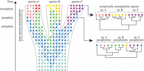 Fig. 5. Neutral coalescence process running within a species tree, based on Klein et al. (Citation1998), Degnan & Rosenberg (Citation2009) and Mailund (Citation2009). Each dot represents an individual gene copy, each colour a different allele, and each line connects a gene copy to its ancestor in the previous generation. Within a population, selection and/or drift will result in changing allele frequencies over time. In the initial stages of lineage splitting, sister species will largely share identical alleles, which has important consequences for species delimitation. In this example, constructing a gene tree at an early stage of speciation would result in none of the three species being monophyletic. Only after sufficient time has gone by, will alleles be completely sorted in each lineage, resulting in reciprocal monophyly for the each of the three species.