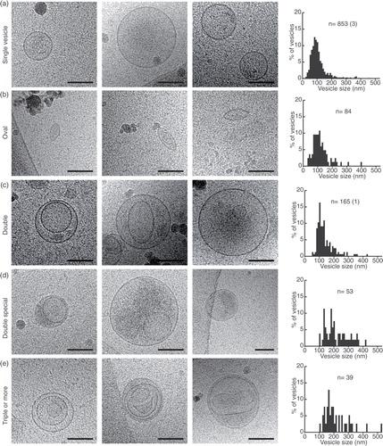 Fig. 2.  Gallery of extracellular vesicle subcategories. (a–e) Three cryo-electron micrographs are shown for each category, followed by the EV size distribution of that subcategory. n=sample size (amount of vesicles above 500 nm in diameter). Scale bars=50 nm.