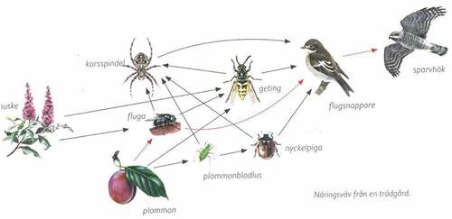 Figure 1. Image distributed to students in the study for the final cooperative task. Translations of the Swedish names of plants and animals are, from left to right, bush, garden spider, fly, plum, aphid, wasp, ladybird, flycatcher and sparrow hawk. At the bottom right, the image is titled ‘Food web from a garden’ (Näringsväv från en trädgård). Illustration from the textbook Henriksson, TitaNO Biologi (Citation2015) published by Gleerups Utbildning AB. Copyright for the illustration: Oskar Jonsson.
