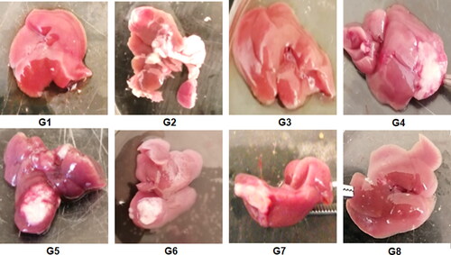 Figure 9. Liver of the terminated mice of the 8 study groups; G1 (negative control), G2 (positive untreated control), G3-7 treated groups with oral administration of different formulae where G3 (LF-coated loaded), G4 (LF-coated unloaded), G5 (uncoated unloaded), G6 (uncoated unloaded), G7 (free PIT solution) and G8 (Same formula as in G3 ‘LF-coated loaded formula’ but administered IP rather than orally).