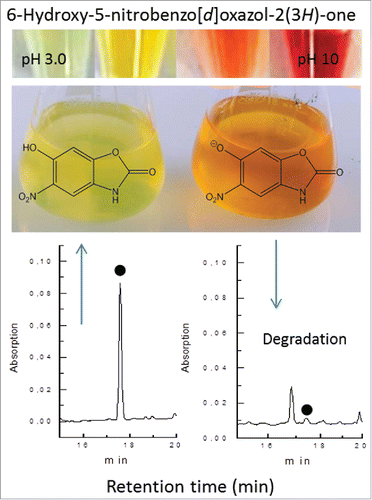 Figure 1. The color of 6-hydroxy-5-nitrobenzo[d]oxazol-2(3H)-one depends on pH: pH 3 greenish; pH 7 yellow; pH 8 orange; pH 9–10 wine-red. Pantoea ananatis cultures, producing the compound from BOA-6-OH, change the color from yellow to orange due to the pH value which increases over time. The anionic, orange form of the compound is degraded, as shown by the HPLC chromatograms (left: analysis of the yellow medium immediately after adding synthetic nitro-BOA-6-OH (black points) before the medium turned to orange. After 3 h (right), only traces of the compound are left.