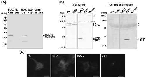 Fig. 2. Localization of the (P)RR ECD in COS-7 cells.Notes: (A) Cells were transfected with the empty plasmid pcDNA3 (Vector) or FLAG-tagged full-length (FL) (P)RR or the extracellular domain (ECD) of (P)RR. Cell lysates (Cell) and culture supernatants (Sup) were analyzed by immunoblotting using an antibody against the FLAG epitope. (B) Immunoblot of cells transfected with (from left to right) GST-fused FL (P)RR or (P)RR ECD; GST with a KDEL ER retention sequence; GST alone; or the empty vector. Cell lysates and culture supernatants were analyzed 48 h after transfection using an antibody against GST. Asterisks indicate non-specific protein bands. (C) Representative images of cells 48 h after transfection with each GST construct. A high signal intensity was observed in the cytoplasm surrounding the nucleus in cells transfected with the FL and ECD (P)RR constructs, similar to the ER localization of the KDEL-fused GST. Scale bar = 20 μm.