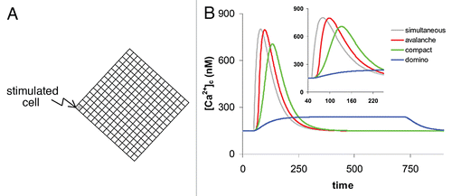 Figure 5 The 225 cells system. (A) The compact 225 cell configuration (15 × 15 cells). (B) The responses of a 225-cell system in the ‘domino’ configuration (blue), in the compact configuration (green), in the ‘avalanche’-configuration (red). The gray trace represents the response when all cells are responding simultaneously (dotted line) and is identical with the response of a single cell. [Ca2+]E was here set to 310 nM which results in a delay time of Δt = 3. All other model parameters are the same as in Figure 1. The inset is a close-up and represents the modelled data between t = 40 and 240.