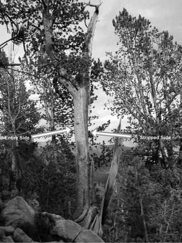 FIGURE 1. One of the 27 strip-bark whitebark pines used in the study. The death of the cambium on the right side is complete, while the left side of the tree continues to grow