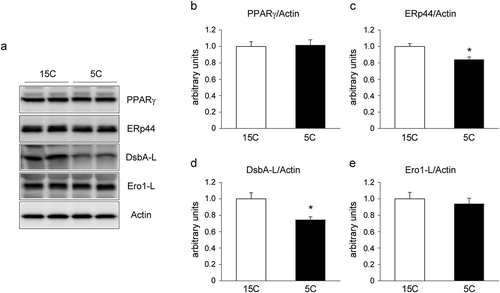 Figure 3. Effect of a low-protein diet on the protein levels of PPARγ and ER chaperones in rat epiWAT.Rats were treated for 14 days as described in Figure 1 legend. a: Representative immunoblots of PPARγ and ER chaperones (ERp44, DsbA-L, and Ero1-L). b–e: Quantification of the immunoreactivity of PPARγ (b), ERp44 (c), DsbA-L (d), and Ero1-L (e). The actin level was used as an internal control. The results are expressed as arbitrary units. Values are mean ± SEM (15C; n = 9, 5C; n = 10). *p< 0.05 vs. 15C group.