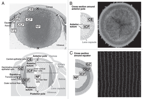 Figure 2 Cellular compartments of the lens. (A) Sagittal center section of a neonatal mouse eye. Lens epithelial cells are divided into central epithelium (CE) and germinative zone (GZ). Lens fibers are divided into transitional zone (TZ), outer cortical fibers (OCF), inner cortical fibers (ICF) and nuclear fibers (NF) according to their relative location. (B and C) Horizontal sections from regions indicated by the horizontal gray lines in the lens diagram (A). Suture lines are visible in horizontal sections taken through the anterior pole (B), whereas ordered alignment of hexagonal cross sections of fibers are observed in the horizontal sections taken through the equator (C). Adapted from Sugiyama et al.Citation2