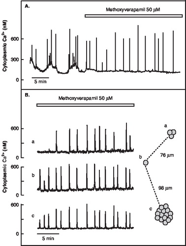 Figure 3.  Transients of cytoplasmic Ca2+ in ob/ob mouse β-cells superfused with a medium containing 20 mM glucose and 20 nM glucagon. A: Suppression of the Ca2+ entry with methoxyverapamil removes the Ca2+ oscillations, allowing the transients to start from the basal level. B: Synchronized cytoplasmic Ca2+ transients in single cell/aggregates (shown to the right) exposed to methoxyverapamil.