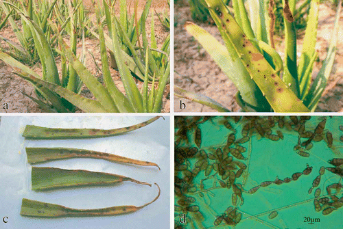 Fig. 1. a, Aloe field infected with leaf spot disease caused by Alternaria alternata. b, Leaf spots symptoms on aloe leaves. c, Infected leaves of Aloe vera. d, Conidia of Alternaria alternata at 40×.