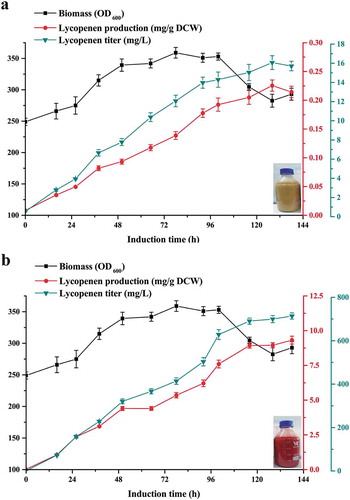Figure 5. High-density fermentation for lycopene production.The lycopene biomass accumulation of strains L1 (a) and GGHHL (b) during the fed batch fermentation. The high-density fermentation of the recombinant P. pastoris strain was performed in a 3 L fed-batch fermentation containing BSM.
