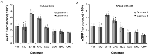 Figure 3. Transient expression of recombinant protein in transfected HEK293 and Chang liver cells.