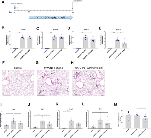 Figure 5 OATD-01 demonstrates therapeutic effects in 40-day-long MWCNT + ESAT-6 murine model of granulomatous inflammation affecting granuloma maturation and pro-inflammatory mediators expression. (A) A scheme of the in vivo experiment. MWCNT + ESAT-6 was administered oropharyngeally on 3 consecutive days and OATD-01 was dosed in a therapeutic treatment regimen, once a day, for 30 days at 100 mg/kg dose. (B–E) Analysis of pulmonary granulomatous inflammation by histological assessment in the lung sections (n = 3 per animal) in animals following OATD-01 administration in comparison to the vehicle-treated control group. (F–H) Representative images of lung granulomatous changes visualized by the HE staining in control animals, mice instilled with MWCNT + ESAT-6 only or dosed also with OATD-01. The arrows indicate granuloma-like changes. (I–L) The relative expression of pro-inflammatory mediators (Chi3l1, Spp1, Mmp12, Ccl2) in the lungs in vehicle- and OATD-01-treated animals evaluated by qtPCR. (M) Analysis of CCL4 levels in lung homogenate following OATD-01 treatment in comparison to the vehicle-treated animals. Data presented as mean ± SEM; *p<0.05, **p<0.01, ***P<0.001, ****P<0.0001.