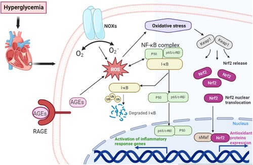 Figure 2. The role of different signaling pathways in DCM. Diabetes induces the formation of AGEs, which can simultaneously induce the activation of NOXs, RAGE and NF-κB to induce the excessive production of ROS, followed by the enhancement of oxidative stress. The activation of NOXs, RAGE and NF-κB can also cause and inflammation and oxidative damage. Oxidative stress can cause cardiomyocyte injury, apoptosis, extracellular matrix accumulation, myocardial fibrosis, remodeling, and dysfunction, all of which are characteristic of DCM. Nrf2 signaling pathway to produce antioxidant factors such as SOD and NQO1 to reduce oxidative damage. AGEs: advanced glycosylation end products; RAGE: receptor for AGEs; NF-κB: nuclear factor kappa-light-chain-enhancer of activated B cells; NOX: NADPH oxidase; Nrf2: nuclear factor erythroid 2-related factor 2; ROS: reactive oxygen species; DCM: diabetic cardiomyopathy.