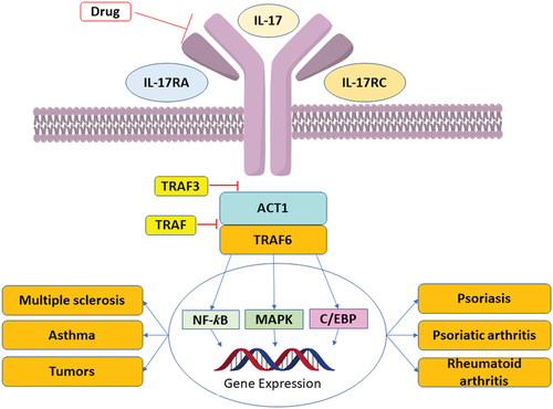 Figure 1. Effects of IL-17 under different disease conditions and IL-17 receptor mediated signaling.