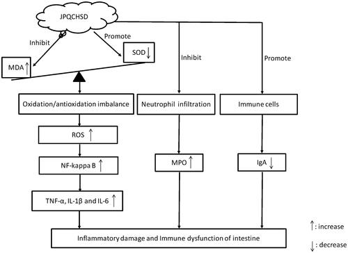 Figure 8. Jian Pi Qing Chang Hua Shi decoction (JPQCHSD) improved inflammatory damage to intestinal cells by increasing superoxide dismutase (SOD) and immunoglobulin A (IgA), suppressing malondialdehyde (MDA) and myeloperoxidase (MPO), decreasing tumour necrosis factor (TNF)-α, interleukin (IL)-1 and IL-6 levels via inhibition of nuclear factor (NF)-κB transcription in IBD rats.