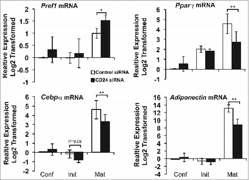 Figure 8. An increase in CD24 mRNA expression is necessary to increase mature adipocyte gene expression and decrease Pref-1 expression. The mRNA expression of Pref1, Pparγ, Cebpα, and Adiponectin was determined from cells that had been transfected with scrambled control siRNA or CD24 siRNA as for Figure 7. mRNA levels were determined by RT-qPCR when cells were confluent (Conf), 6 h after addition of IBMX + Dex (Init) and 5 days after addition of insulin (Mat) followed by normalization to the internal control gene Rplp0. Relative expression levels are shown with respect to levels in confluent cells. Data shown as log2 transformed mean ± s.e.m., n = 4. *P < 0.05, **P < 0.01.