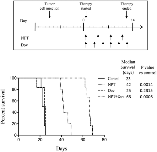 Figure 2. Dovitinib and nab-paclitaxel combination therapy significantly improves animal survival through a synergistic approach: Intraperitoneal dissemination model utilizing MKN-45 cells. Ten days after tumor cell injection, mice were randomized (N = 6) and treated with PBS (control), dovitinib, nab-paclitaxel, and nab-paclitaxel plus dovitinib over a 2-week period. A Kaplan-Meier survival curve is shown representing mice survival from the start of treatment until death. Log-rank testing was used to determine statistical differences between groups in terms of survival time