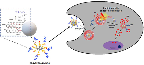 Figure 5 Schematic diagram of PEG-BPEI-rGO introduction into cells.