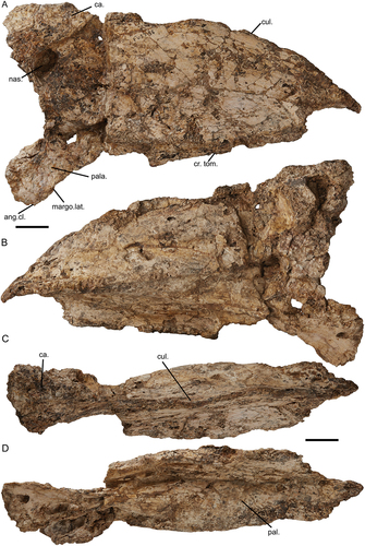 Figure A2. Laterally compressed rostrum, specimen SAMA P59517, transected by a fault in the clay matrix which has offset the caudal part from that more rostral: A. right lateral; B. left lateral; C. dorsal; D. ventral. Annotations: ang.cl., angulus caudolateralis; ca., casque; cr.tom., crista tomialis; cul., culmen; margo.lat., margo lateralis; nas., apertura nasi ossea; pala., os palatinum. Scale bars: 20 mm.