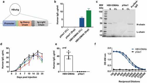 Figure 2. HBV-DMAb expression in vitro and in vivo.